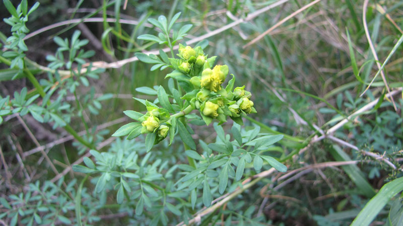 Ruta chalepensis